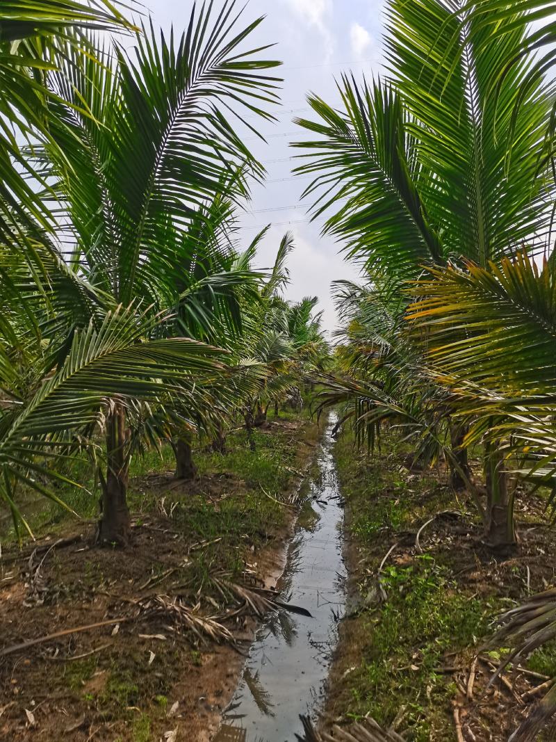 广东湛江大量批发出售自然高3米以上椰子树
