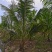 广东湛江大量批发出售自然高3米以上椰子树