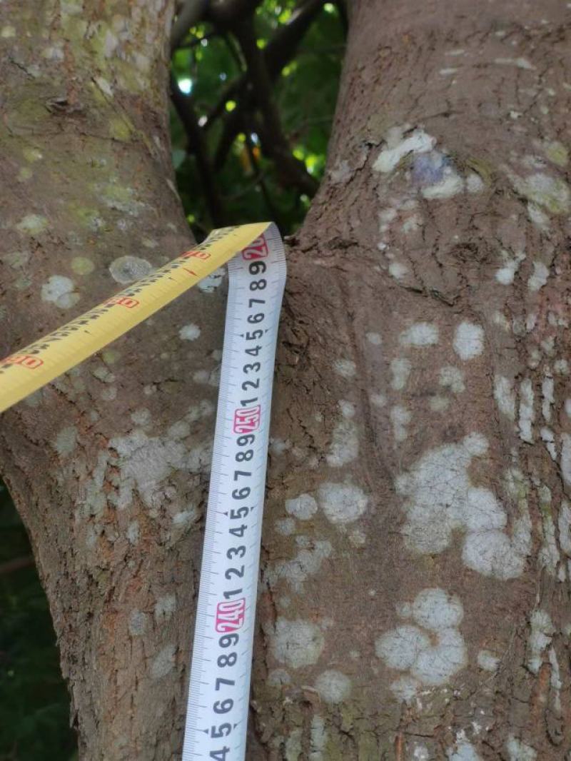 广东湛江大量批发出售自然高3米以上椰子树