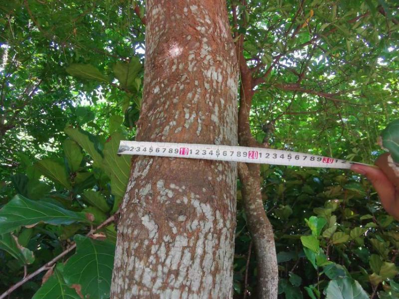 广东湛江大量批发出售自然高3米以上椰子树
