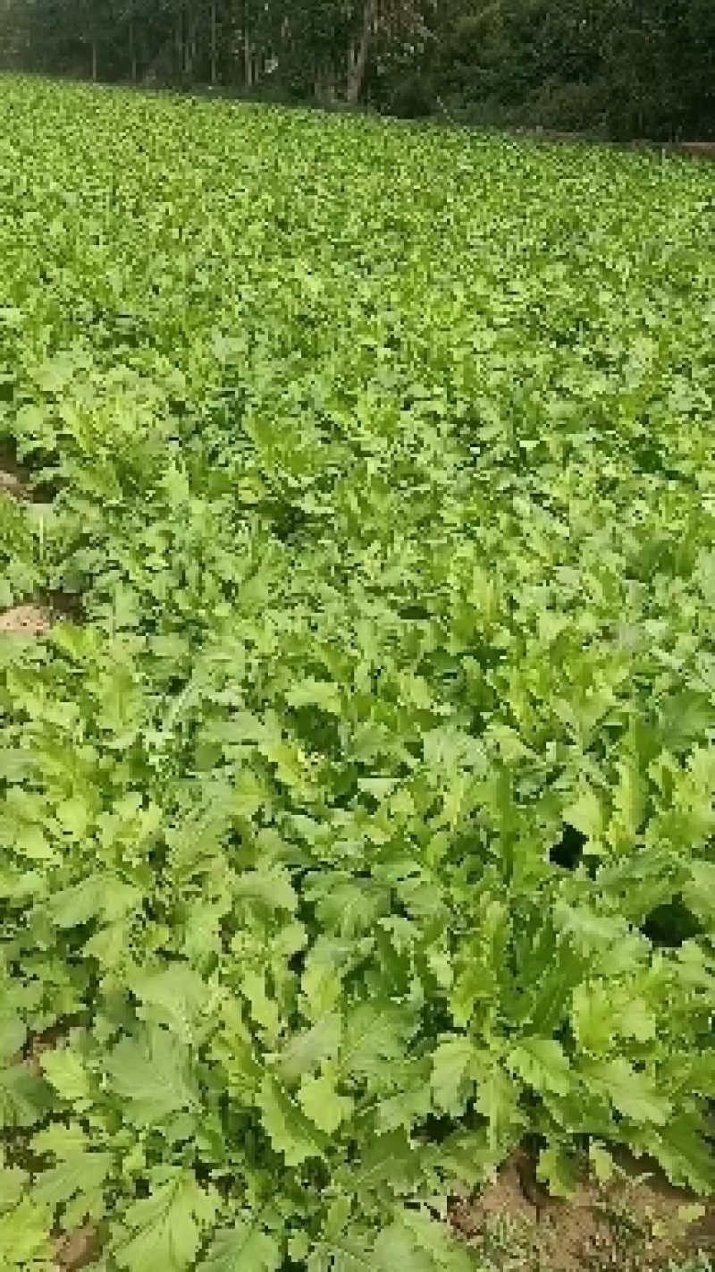 雪里红芥菜，大量现货，诚实合作共嬴。田间地头装車。
