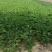 雪里红芥菜，大量现货，诚实合作共嬴。田间地头装車。