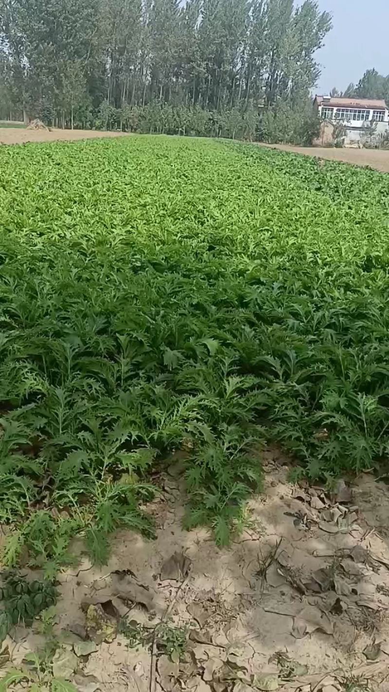 雪里红芥菜，大量现货，诚实合作共嬴。田间地头装車。