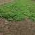 雪里红芥菜，诚实合作共贏，适合菜市场和超市或菜厂醃製。
