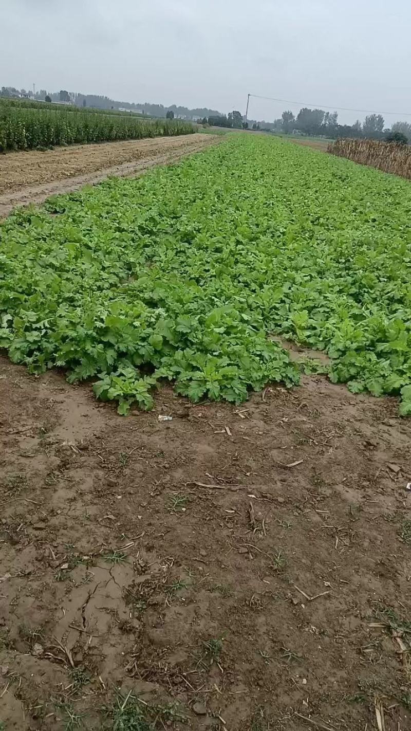 雪里红芥菜，诚实合作共贏，适合菜市场和超市或菜厂醃製。