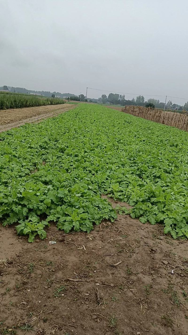雪里红芥菜，诚实合作共贏，适合菜市场和超市或菜厂醃製。