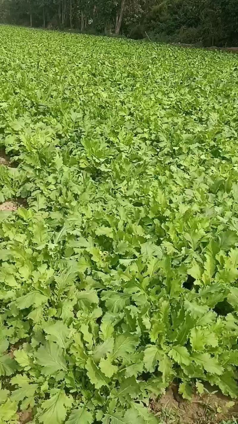 雪里红芥菜，诚实合作共贏，适合菜市场和超市或菜厂醃製。