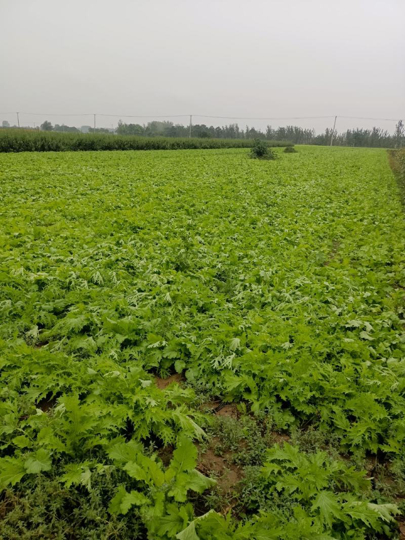雪里红芥菜，诚实合作共贏，适合菜市场和超市或菜厂醃製。