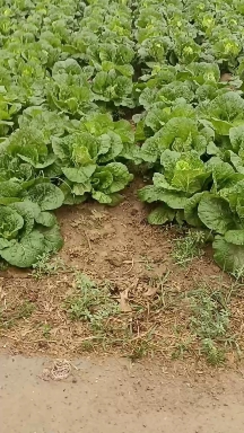 娃娃菜大量上中，毛菜淨菜精品娃娃菜大量有货