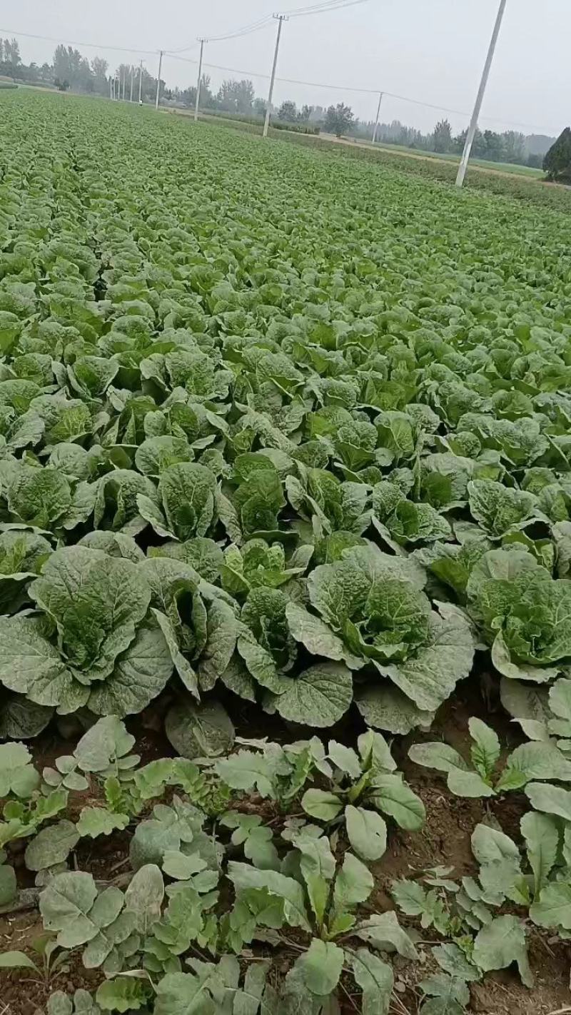 娃娃菜大量上中，毛菜淨菜精品娃娃菜大量有货