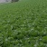 娃娃菜，创造值合作共贏。大娃娃菜小娃娃菜一个月上市，包装