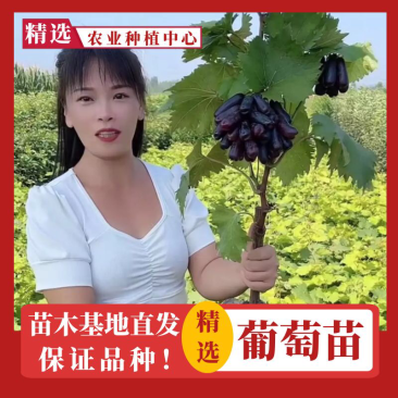 【热门促销】蓝宝石葡萄苗果树北方南方种植抗寒庭院爬藤盆载