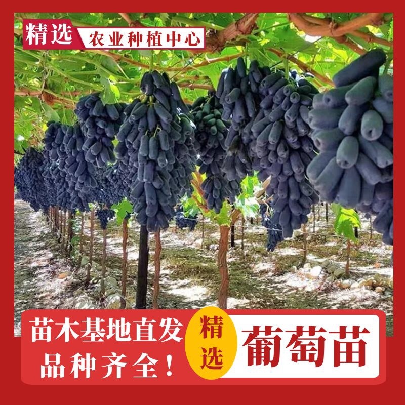 【热门促销】蓝宝石葡萄苗果树北方南方种植抗寒庭院爬藤盆载