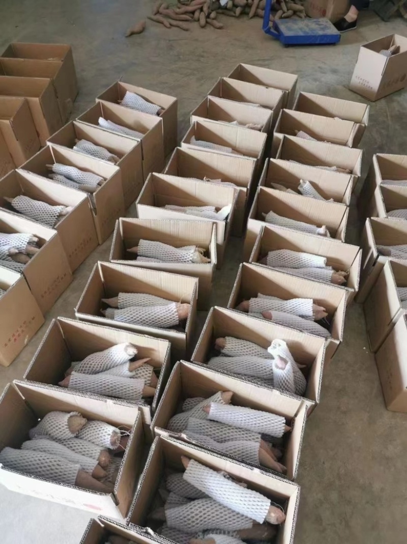 板栗红薯支持一件代发，各大平台