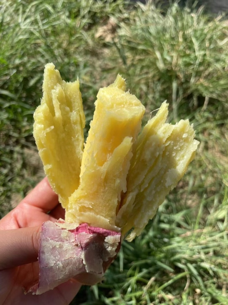 板栗红薯支持一件代发，各大平台