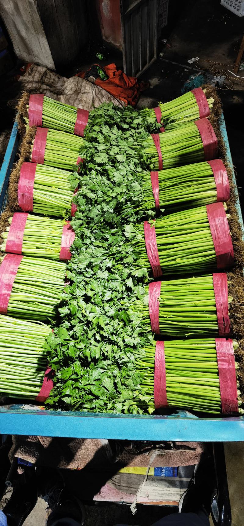 芹菜小香芹玻璃脆大量上市质量很好价格不高需要的联系