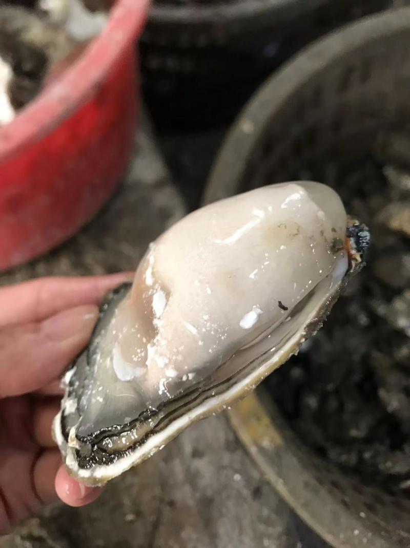 饶平汫洲生蚝牡蛎批发零售水产生鲜烧烤带壳生蚝