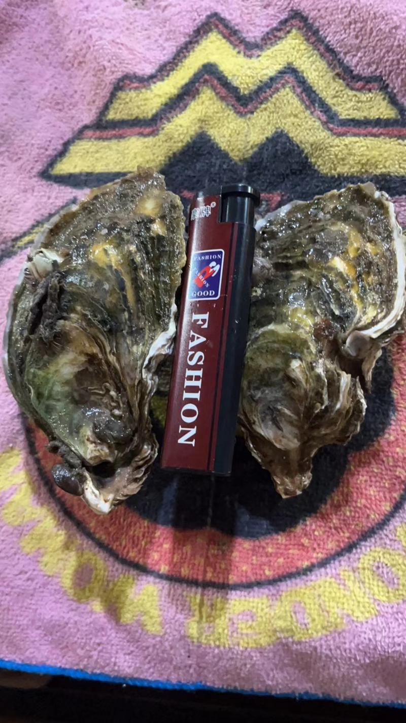 饶平汫洲生蚝牡蛎批发零售水产生鲜烧烤带壳生蚝