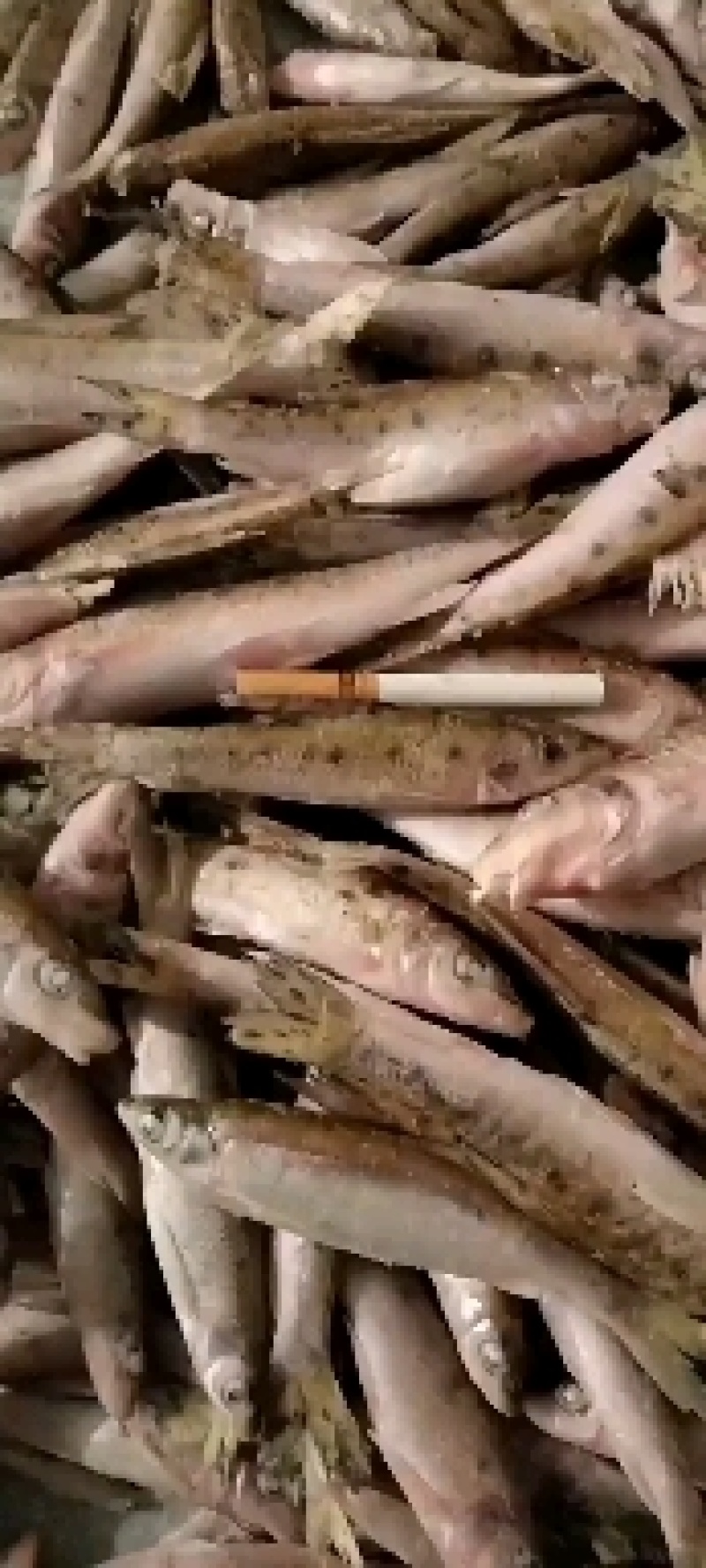 小麻鱼速冻：扒肚的11块：没扒肚的8块需要的可以下单