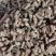 产地直发，个头大、颜色好、干度也挺好期望有实力客户实地洽