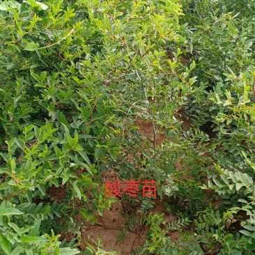 山西精品酸枣苗产地直发量大从优价格实惠提供技术指导