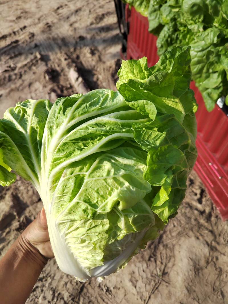 【实力】夏阳白菜量大，一手货源，产地直发，可以视频看货