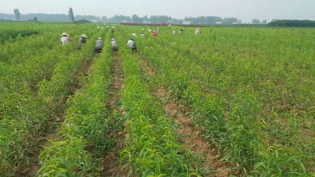 展示一名技术人员正在对蟠桃树进行夏季修剪,手持修枝剪去除徒长枝,另一名工人正在进行果实套袋操作,树冠下铺设反光膜以增强光照均匀性 蟠桃基地夏季修剪与果实套袋试验现场