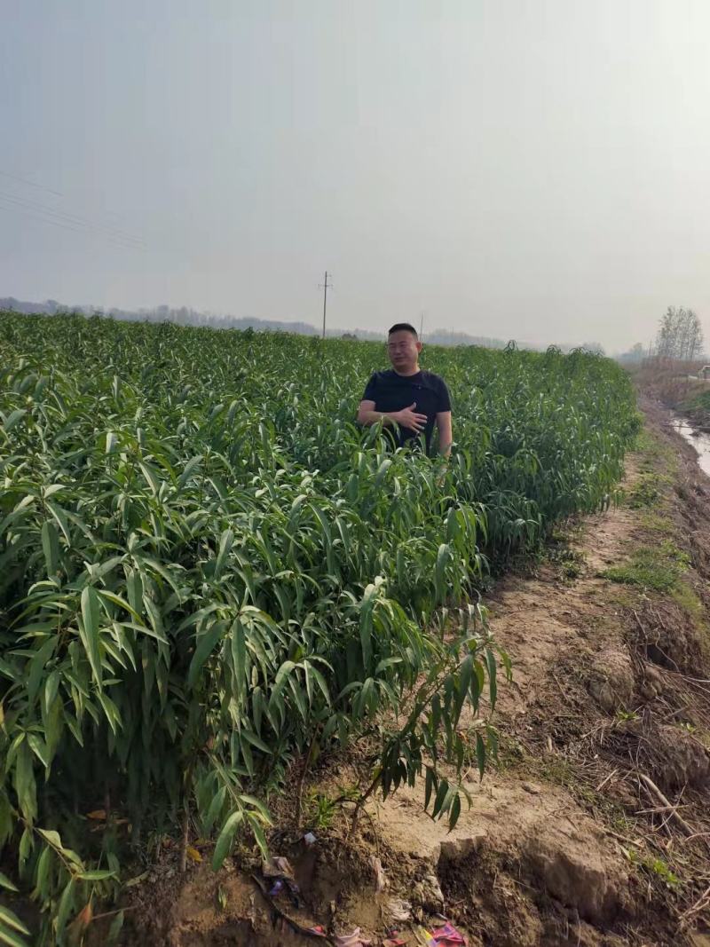 黄金油蟠15号，新品种黄肉蟠桃，支持视频看货