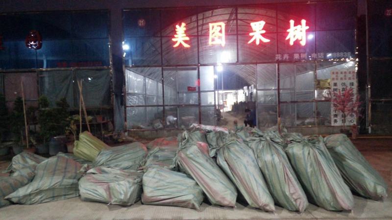 黄金油蟠15号，新品种黄肉蟠桃，支持视频看货