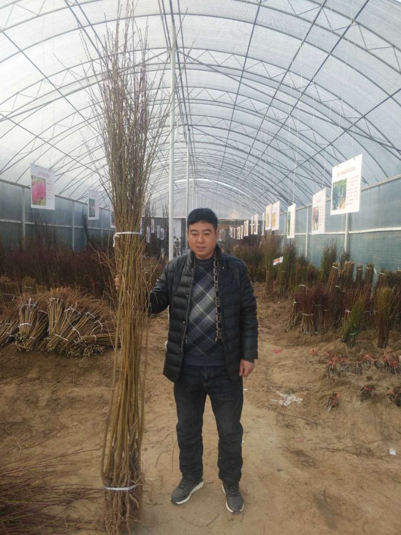 黄金油蟠15号，新品种黄肉蟠桃，支持视频看货