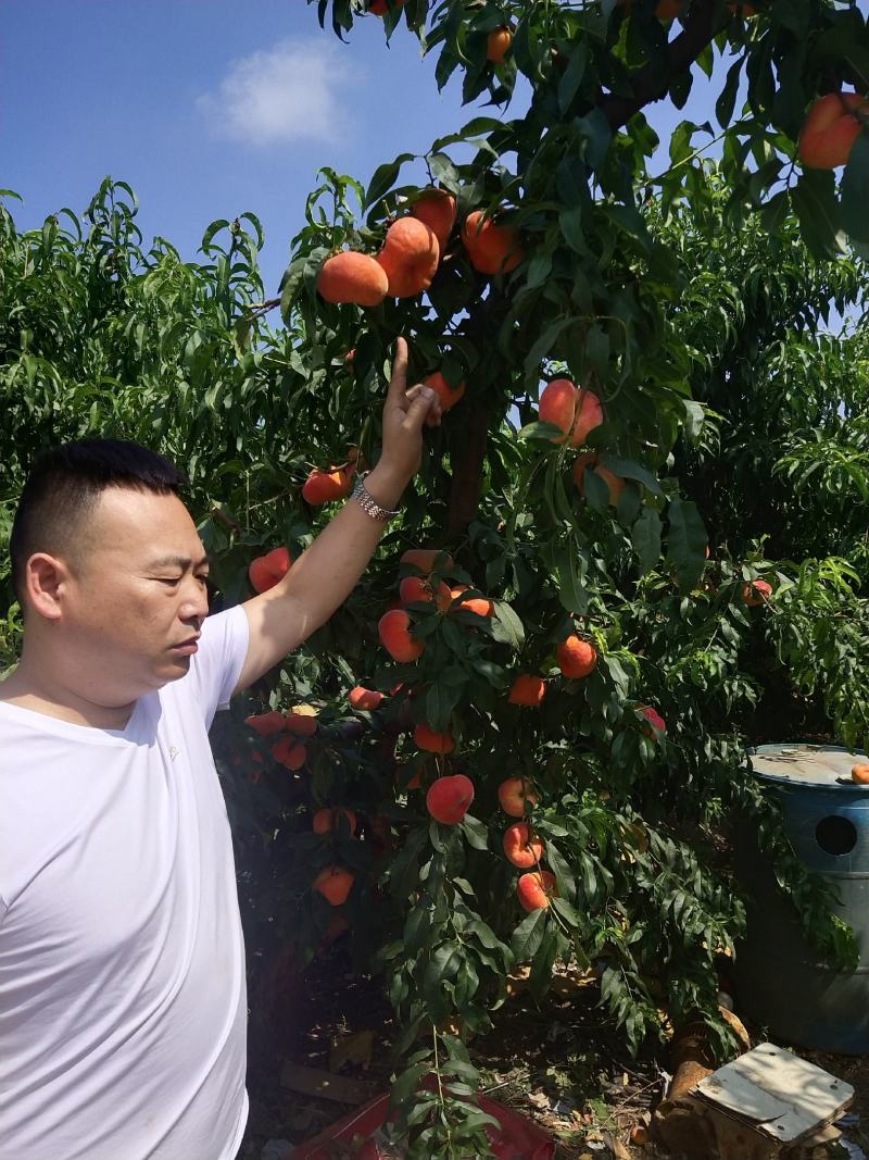 黄金油蟠15号，新品种黄肉蟠桃，支持视频看货