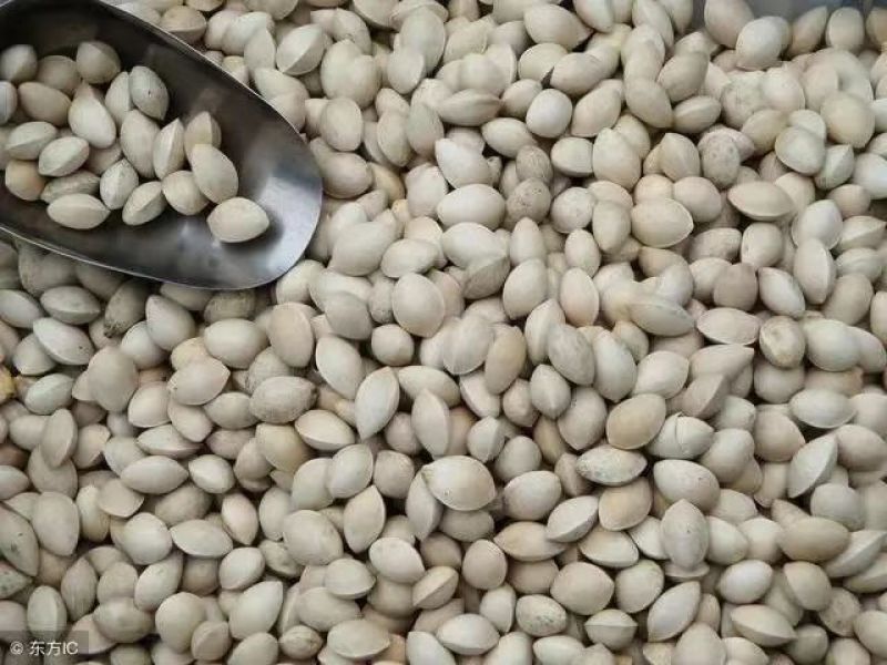 银杏种子，白果种子
