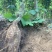 无渣粉葛皮薄质嫩，无渣，口感好