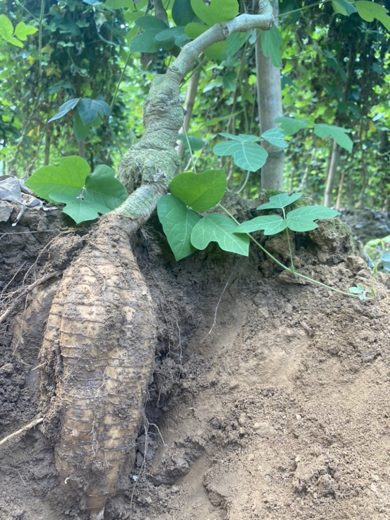 无渣粉葛皮薄质嫩，无渣，口感好