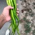 白菜，花菜，辣椒