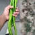 白菜，花菜，辣椒