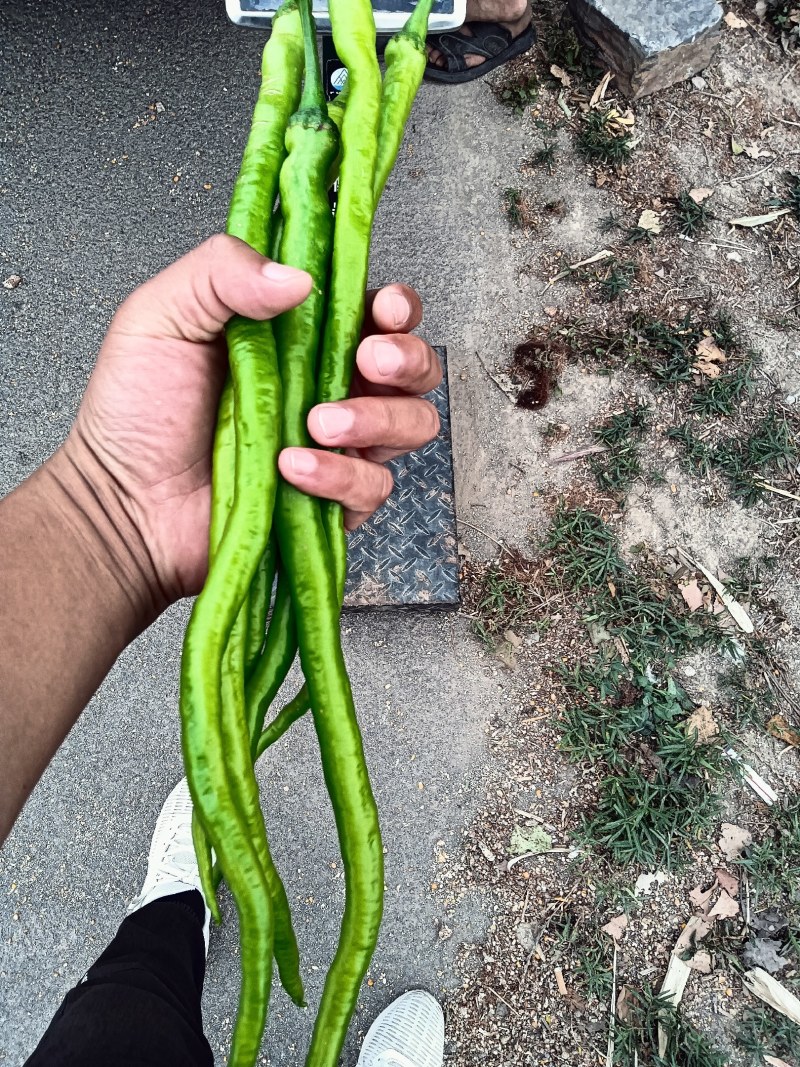 白菜，花菜，辣椒