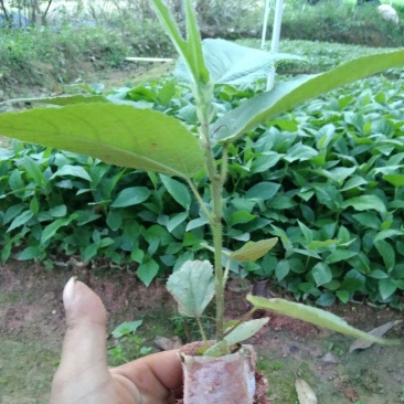 五指毛桃苗泥杯苗，大量现货，量大优惠，欢迎来电