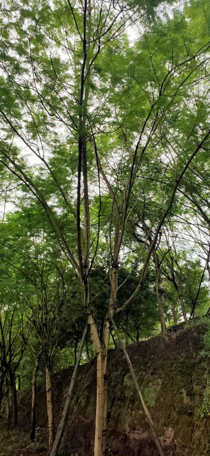 蓝花楹