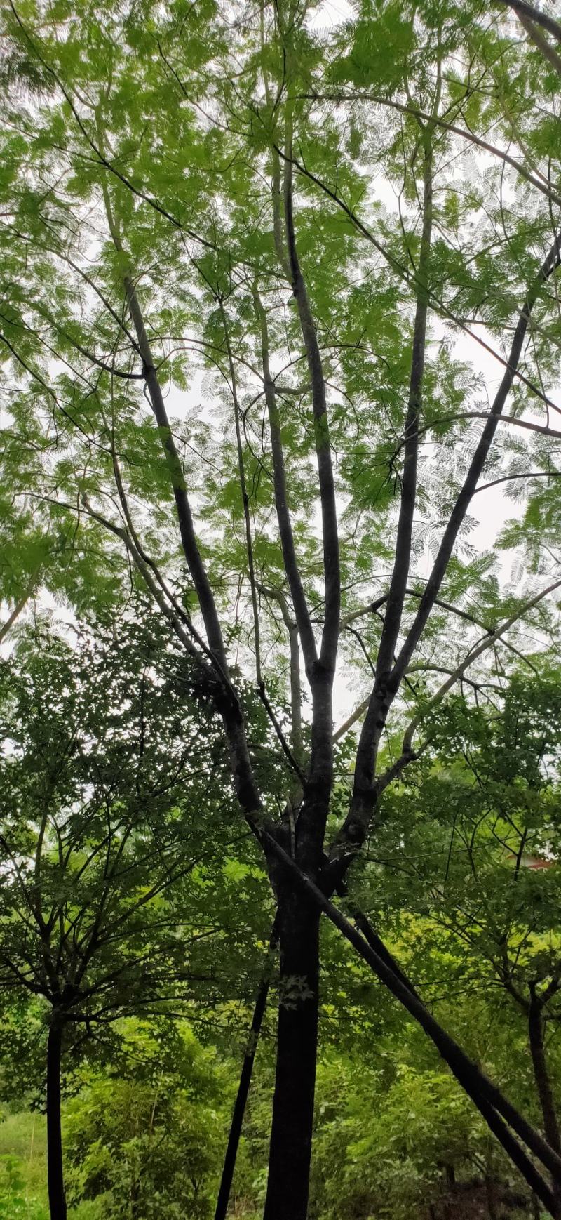 蓝花楹