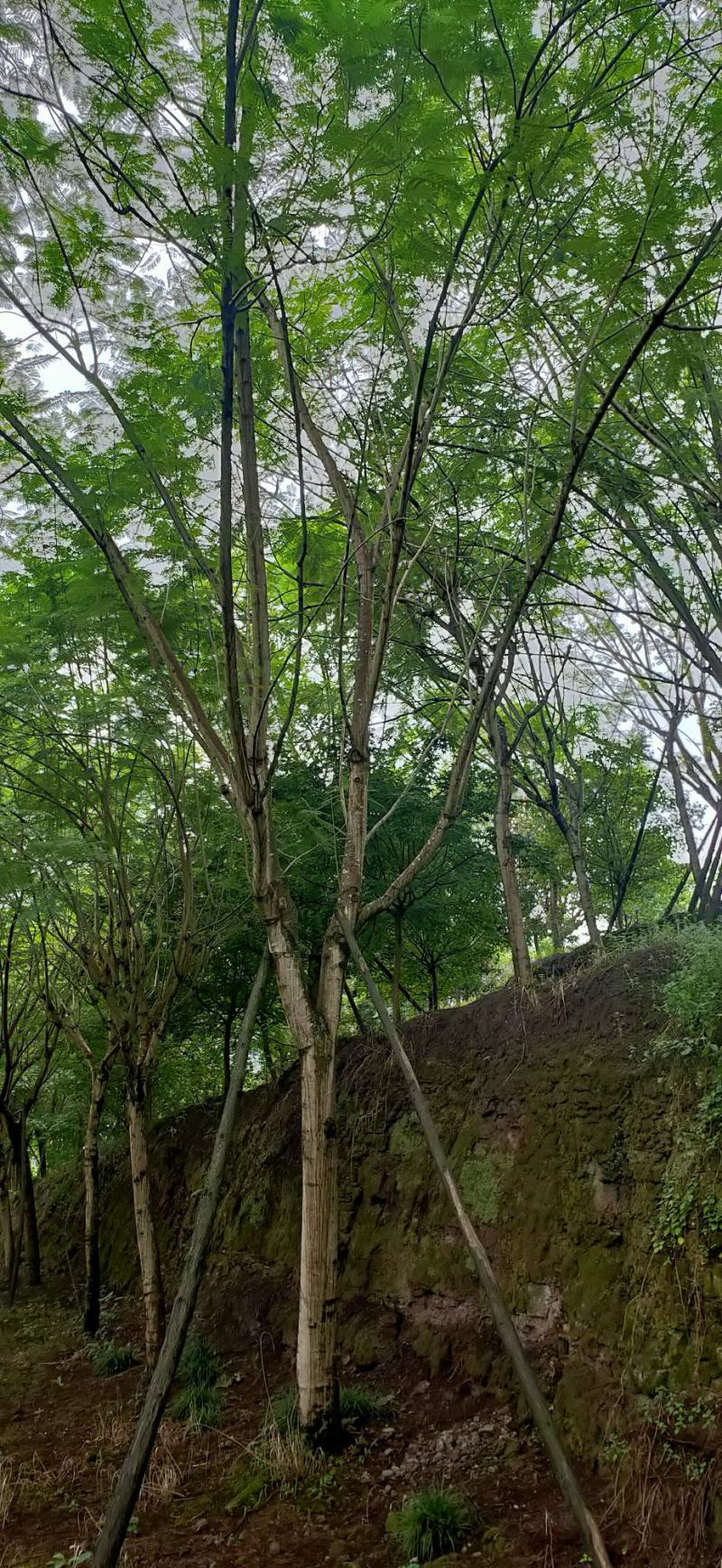 蓝花楹