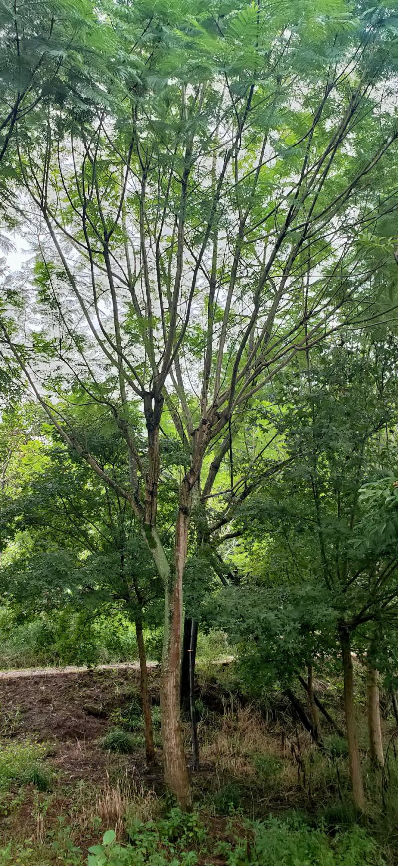 蓝花楹