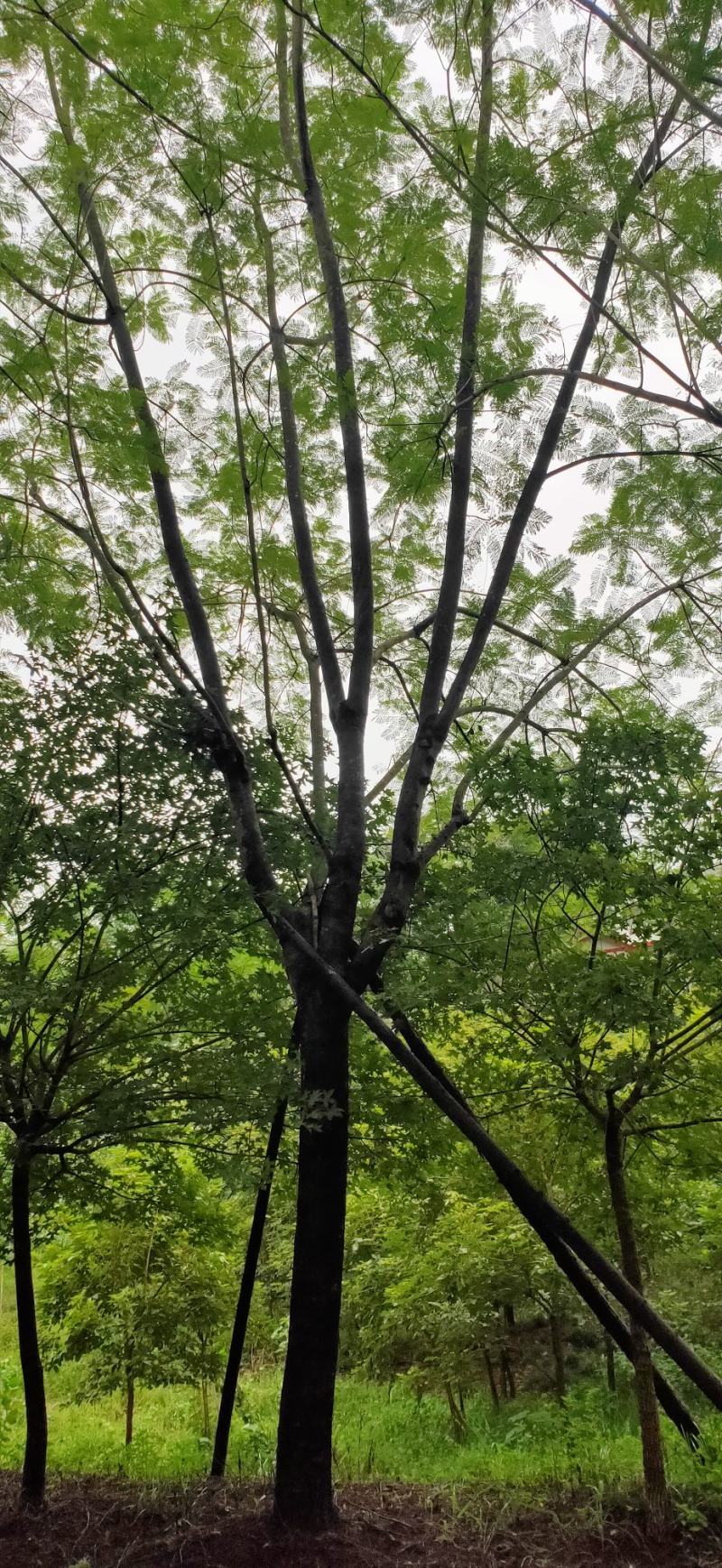 蓝花楹