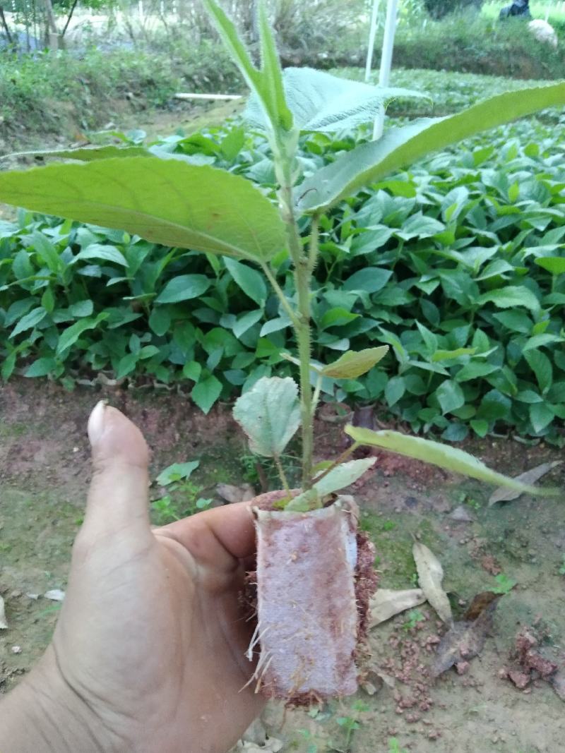 五指毛桃苗泥杯苗，大量现货，量大优惠，欢迎来电