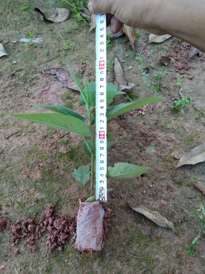 五指毛桃苗泥杯苗，大量现货，量大优惠，欢迎来电
