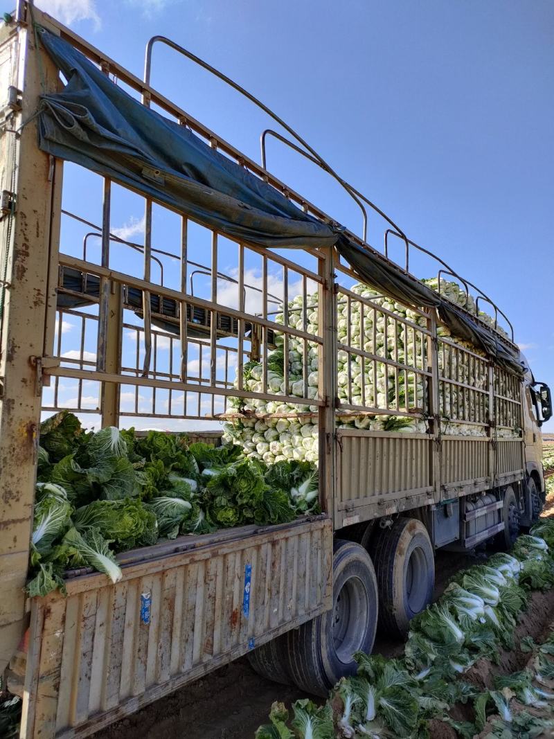 刚刚上市300亩沙土地大白菜质量杠杠好