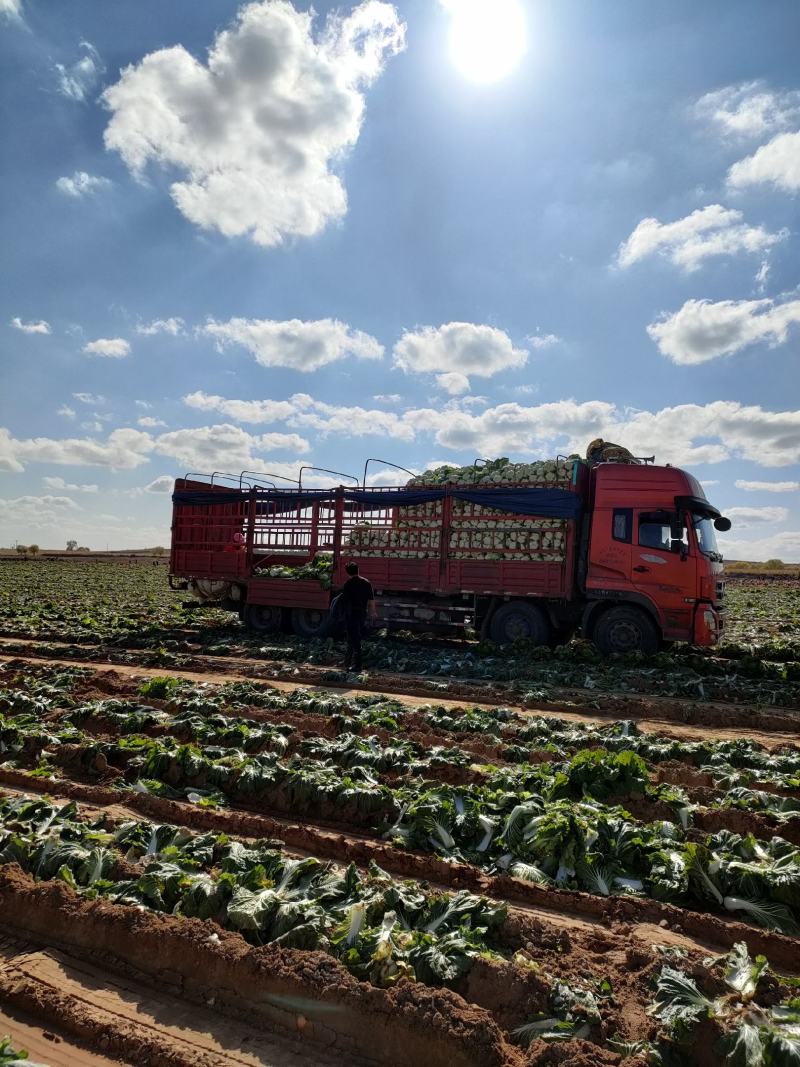 刚刚上市300亩沙土地大白菜质量杠杠好