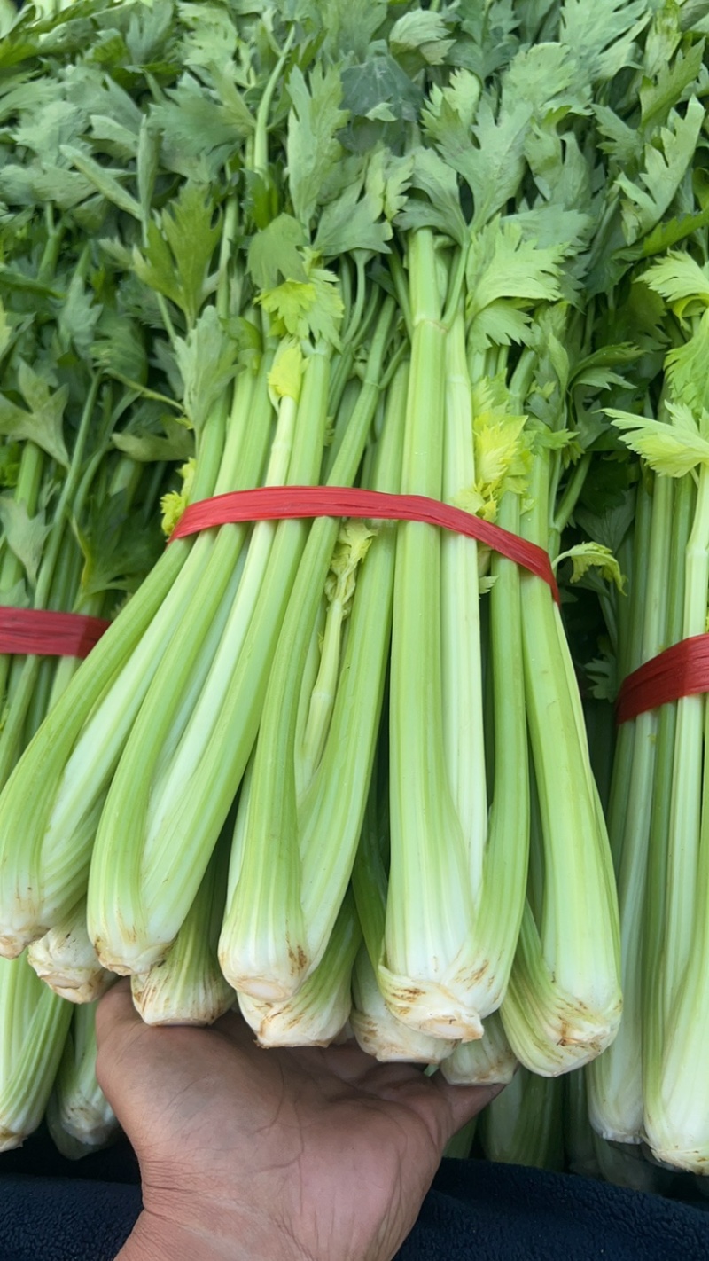 本地精品芹菜大量上市，可超市，市场，可做任何包装