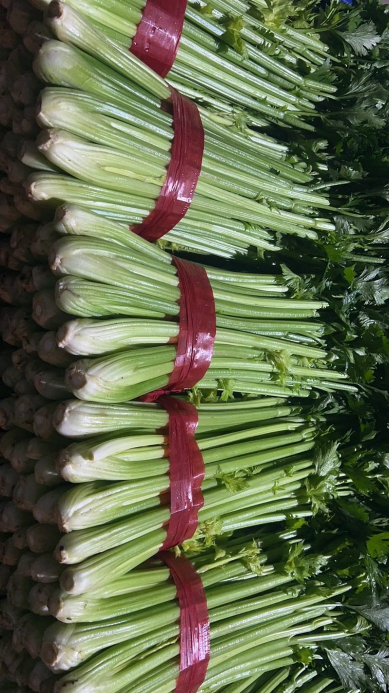 本地精品芹菜大量上市，可超市，市场，可做任何包装