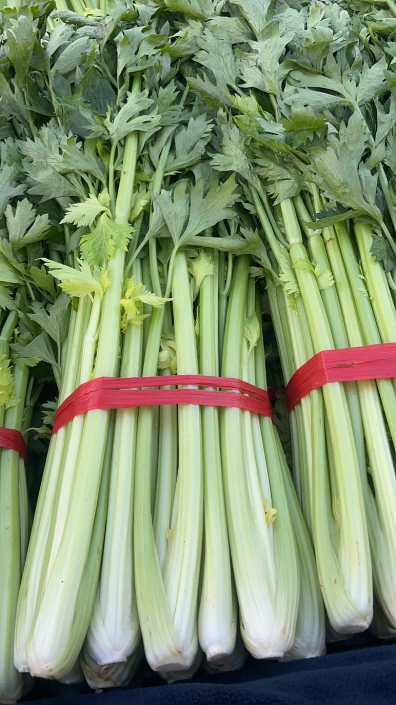 本地精品芹菜大量上市，可超市，市场，可做任何包装